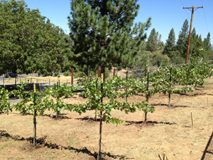 new vines in summer
